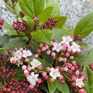 Mittelmeer-Schneeball - Viburnum tinus