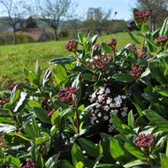 Mittelmeer-Schneeball - Viburnum tinus 