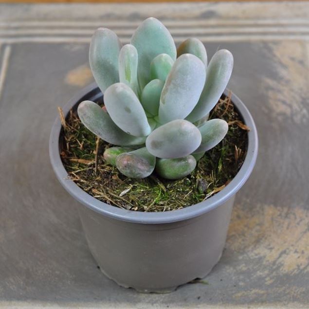 Dickblatt - Pachyphytum bracteosum 