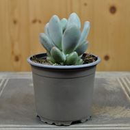 Dickblatt - Pachyphytum bracteosum 