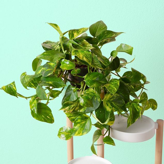 Image de Pothos