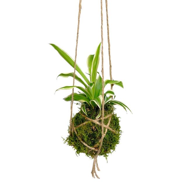 Image de Kokedama "Green"