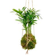 Image sur Kokedama "Palm"