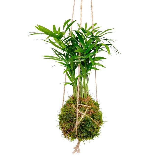 Image de Kokedama "Palm"