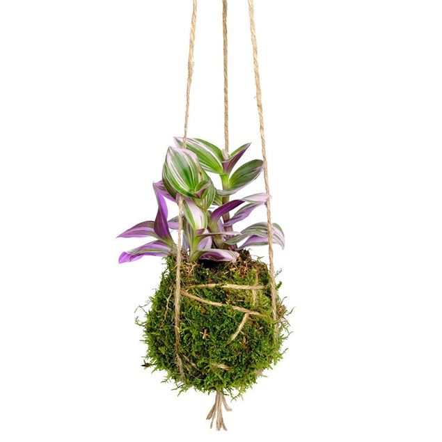 Image de Kokedama "Safari"