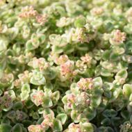 Image sur Fétuque en coussin - Sedum pellucida