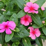 Bild von Madagaskar-Immergrün - Vinca rosea