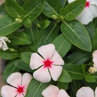 Bild von Madagaskar-Immergrün - Vinca rosea