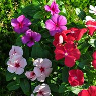 Image sur Vert de Madagascar - Vinca rosea