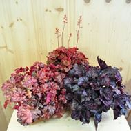 Bild von Purpurglöckchen - Heuchera x brizoides