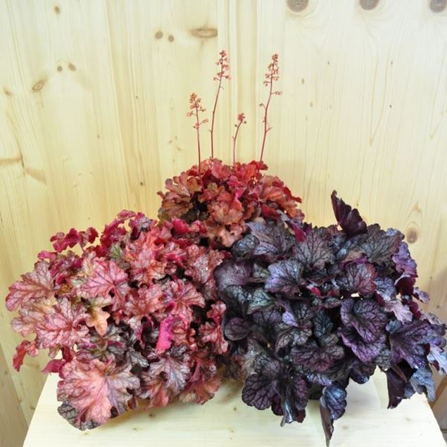 Bild von Purpurglöckchen - Heuchera x brizoides