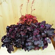 Bild von Purpurglöckchen - Heuchera x brizoides