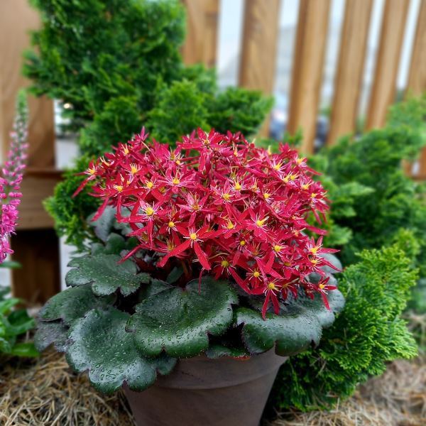 Herbst-Steinbrech - Saxifraga x cortusifolia