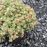 Bild von Polster-Fetthenne - Sedum pellucida