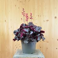 Bild von Purpurglöckchen - Heuchera x brizoides