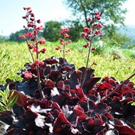 Image sur Jacinthe pourpre - Heuchera x brizoides