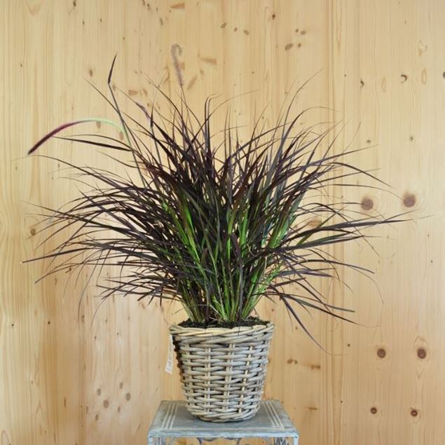 Image de Herbe à soies plumeuses - Pennisetum setaceum