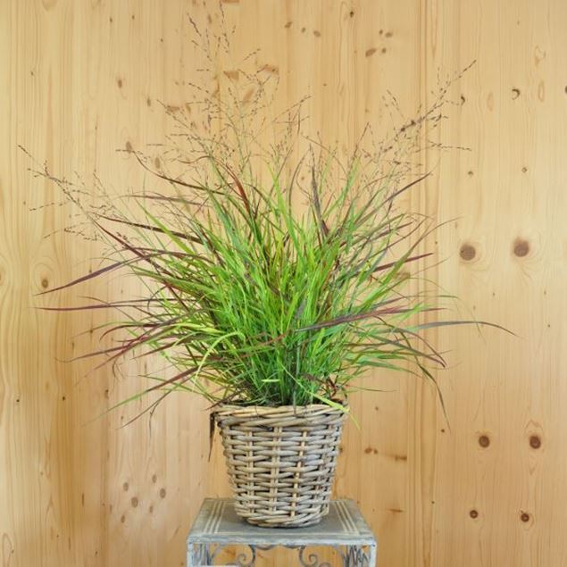 Bild von Ruten-Hirse - Panicum virgatum