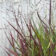 Bild von Ruten-Hirse - Panicum virgatum