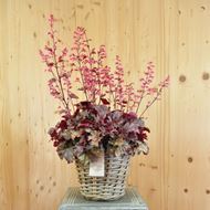 Image sur Jacinthe pourpre - Heuchera x brizoides