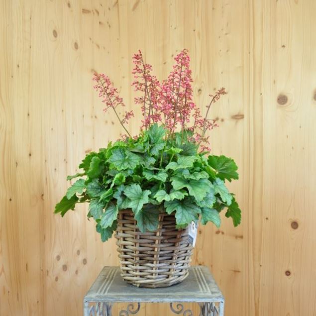 Image de Jacinthe pourpre - Heuchera x brizoides