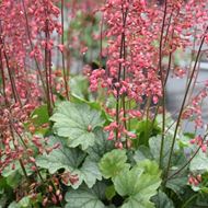 Image sur Jacinthe pourpre - Heuchera x brizoides