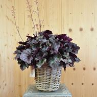 Image sur Jacinthe pourpre - Heuchera x brizoides