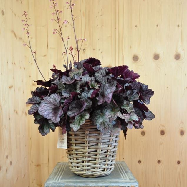 Image de Jacinthe pourpre - Heuchera x brizoides