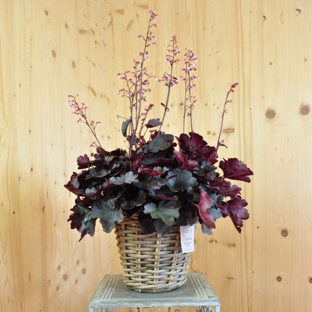 Image de Jacinthe pourpre - Heuchera x brizoides