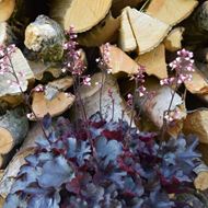 Bild von Purpurglöckchen - Heuchera x brizoides