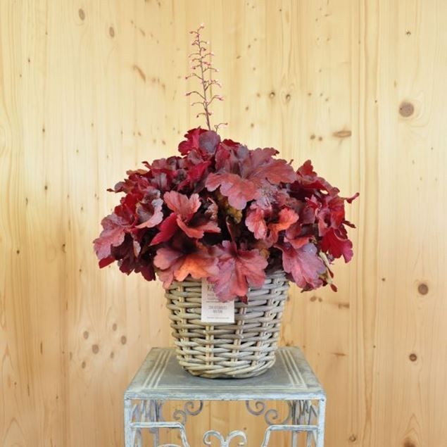 Image de Jacinthe pourpre - Heuchera x brizoides