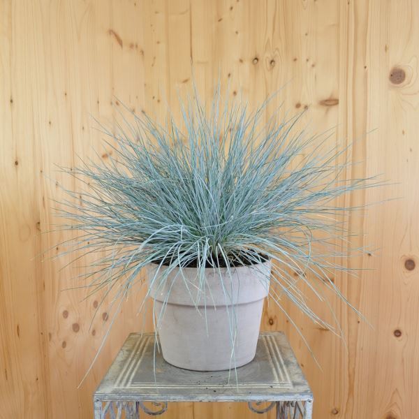 Image sur Garten-Blauschwingel - Festuca cinerea