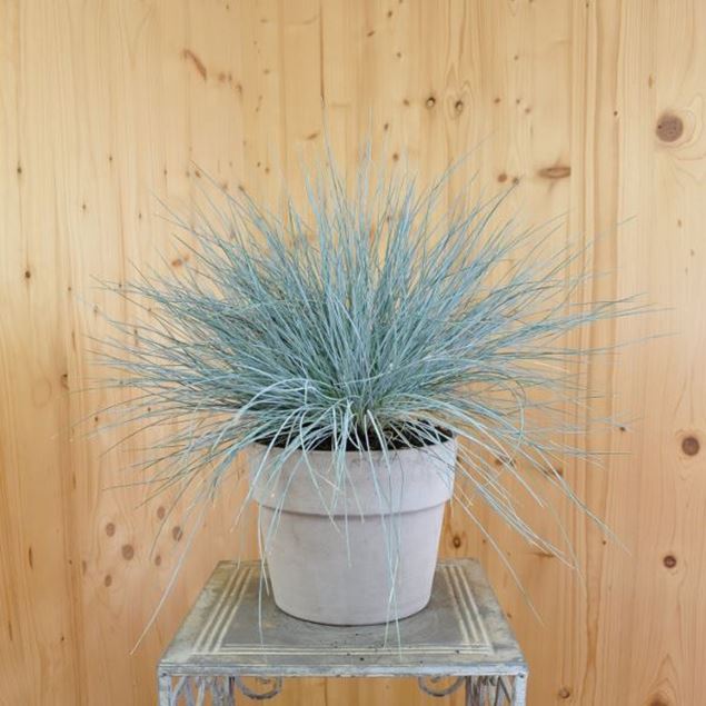 Bild von Garten-Blauschwingel - Festuca cinerea