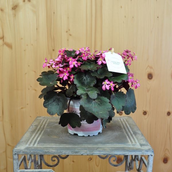 Image sur Saxifrage d'automne - Saxifraga x cortusifolia