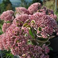 Bild von Fetthenne - Sedum telephium