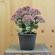 Bild von Fetthenne - Sedum telephium